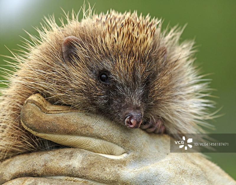 可爱刺猬图片素材