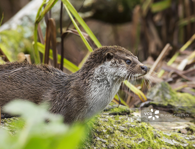 水獭在池塘边休息图片素材