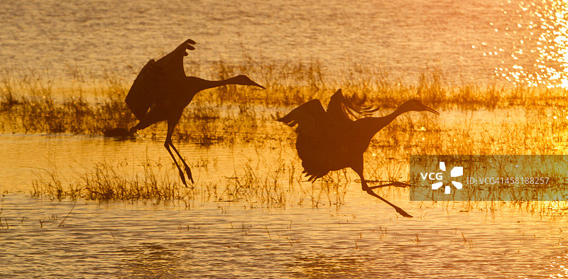 博斯克德尔阿帕奇保护区的沙丘鹤图片素材