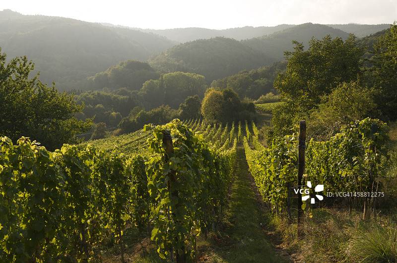 葡萄园图片素材