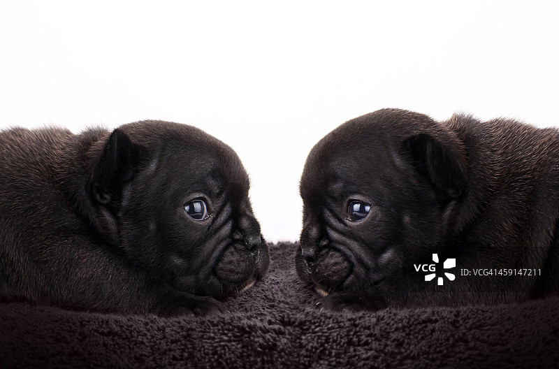 法国斗牛犬幼犬图片素材