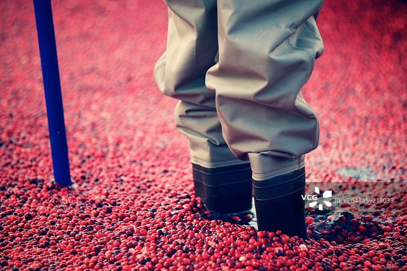 蔓越莓池塘图片素材