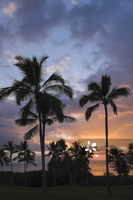 毛伊岛的棕榈树和日落图片素材