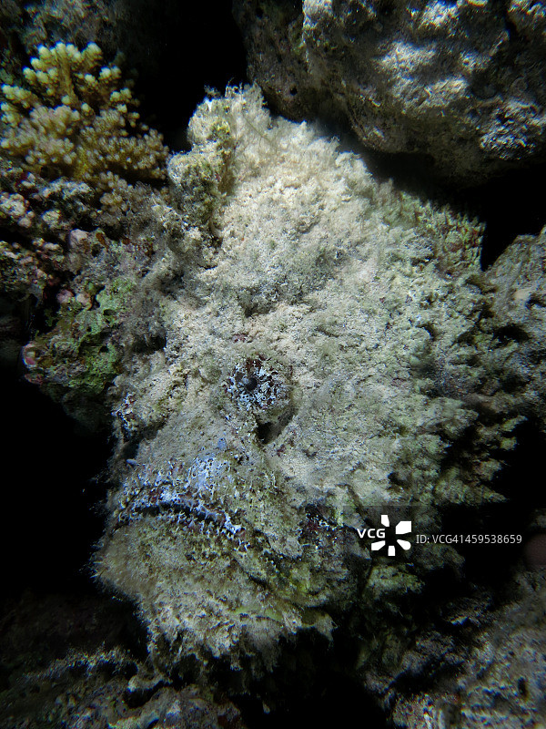 石头鱼图片素材