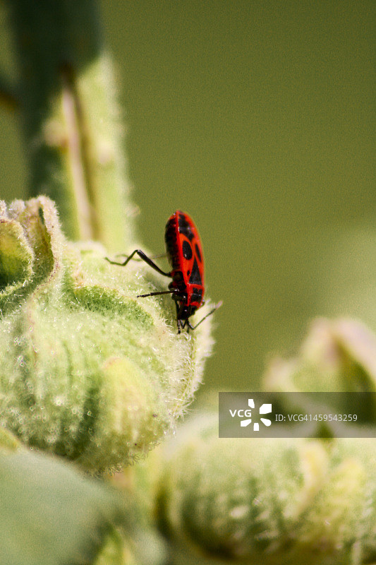 红色野兽图片素材