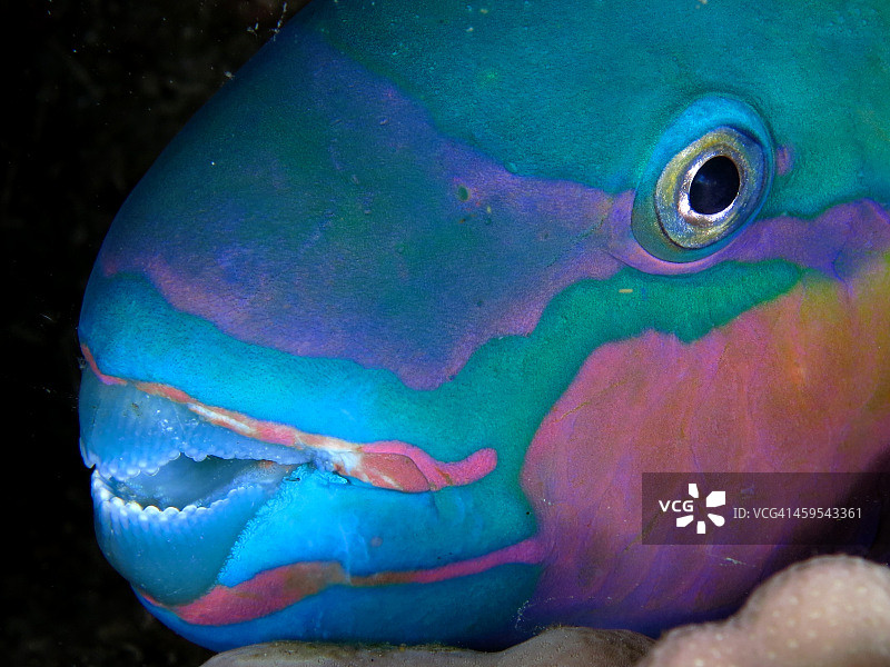 鹦嘴鱼图片素材