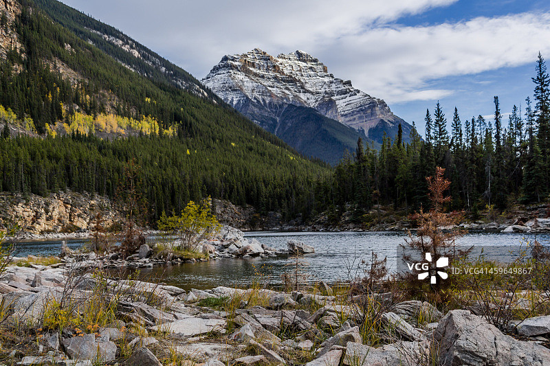 橘子树图片素材