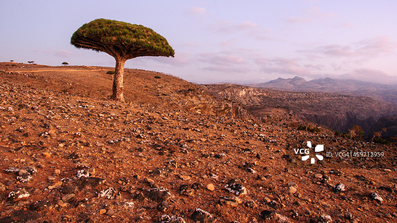 龙血树图片素材