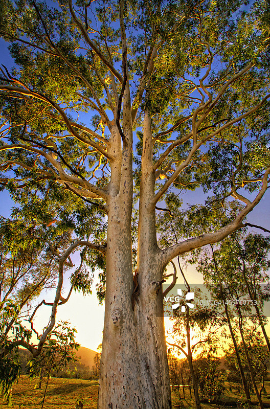 逆光照射的巨型桉树图片素材