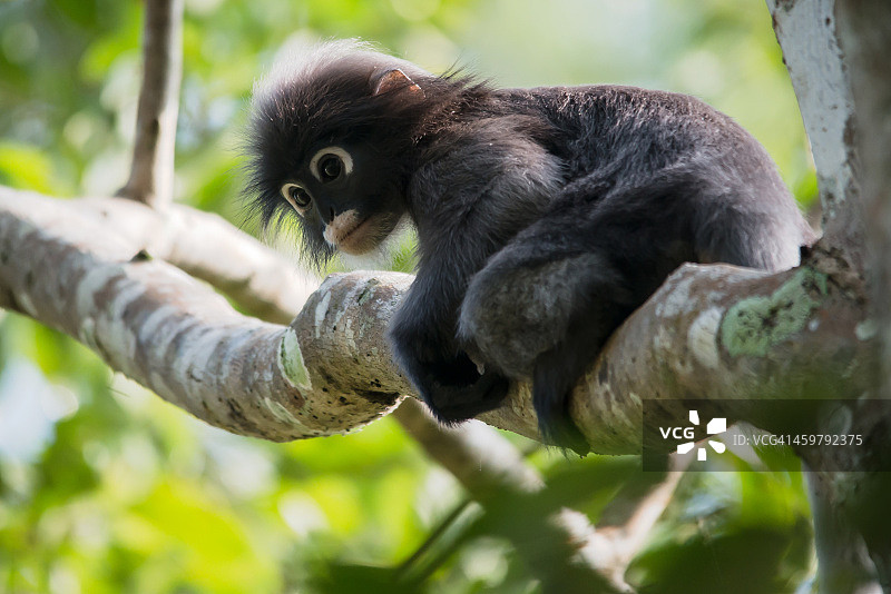 暗叶猴图片素材