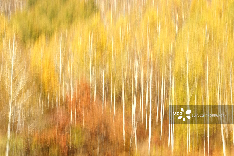 白桦林图片素材