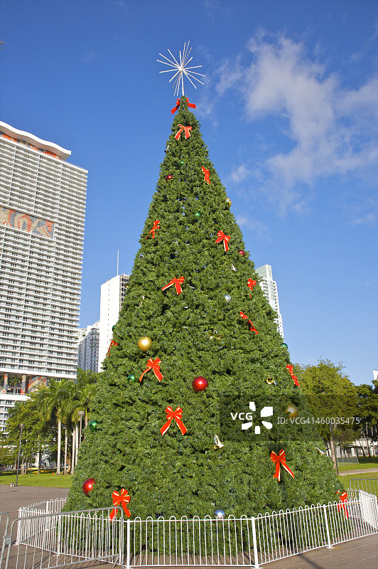 公园里的巨型圣诞树图片素材