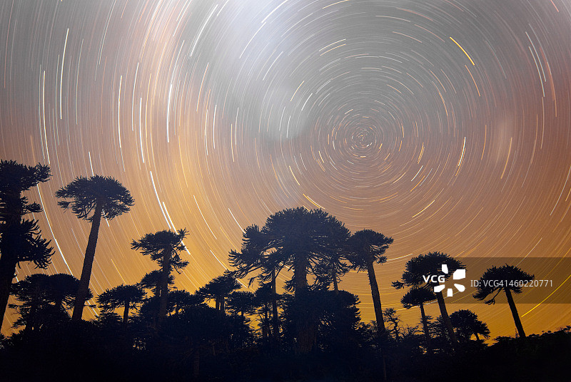 南洋杉森林中的星迹图片素材