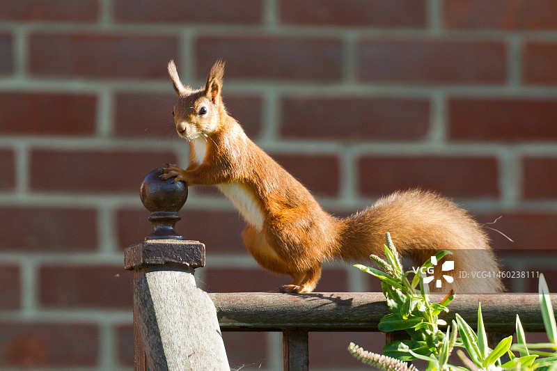 范德格拉夫起电机Furry Fence Friday图片素材