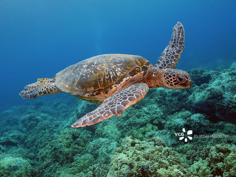 夏威夷科纳绿海龟图片素材