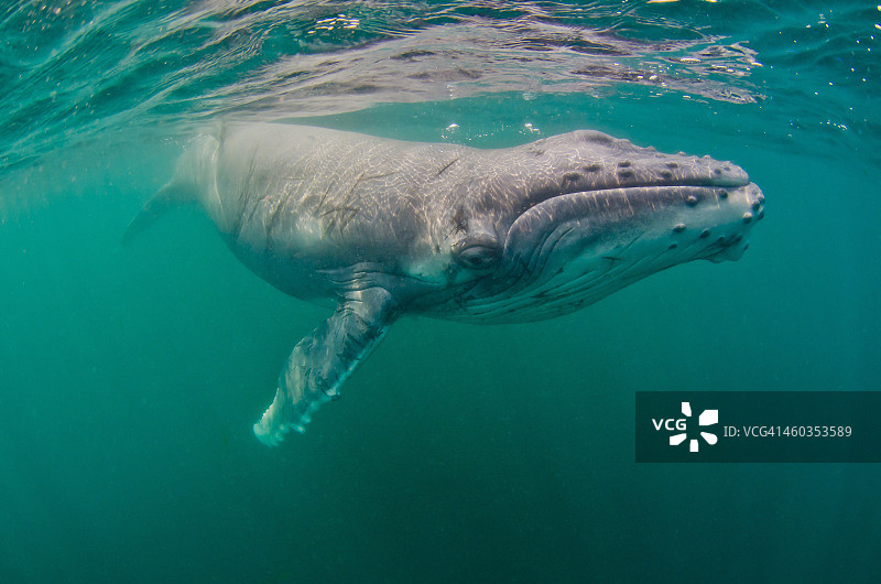 座头鲸图片素材