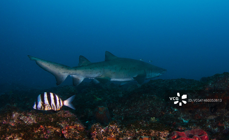 南非的戟齿鲨图片素材