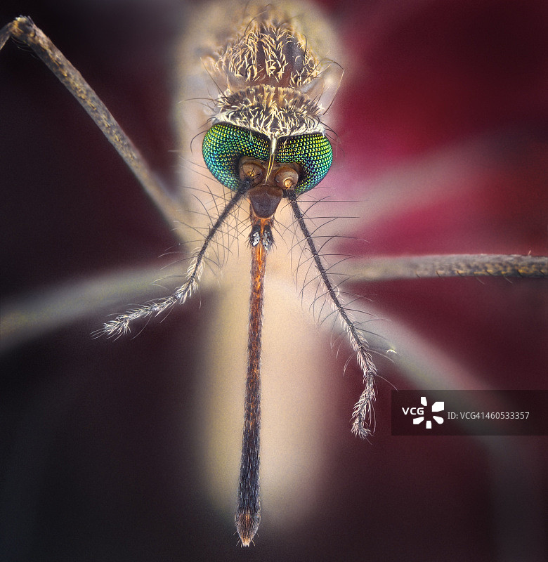 吸血鬼图片素材