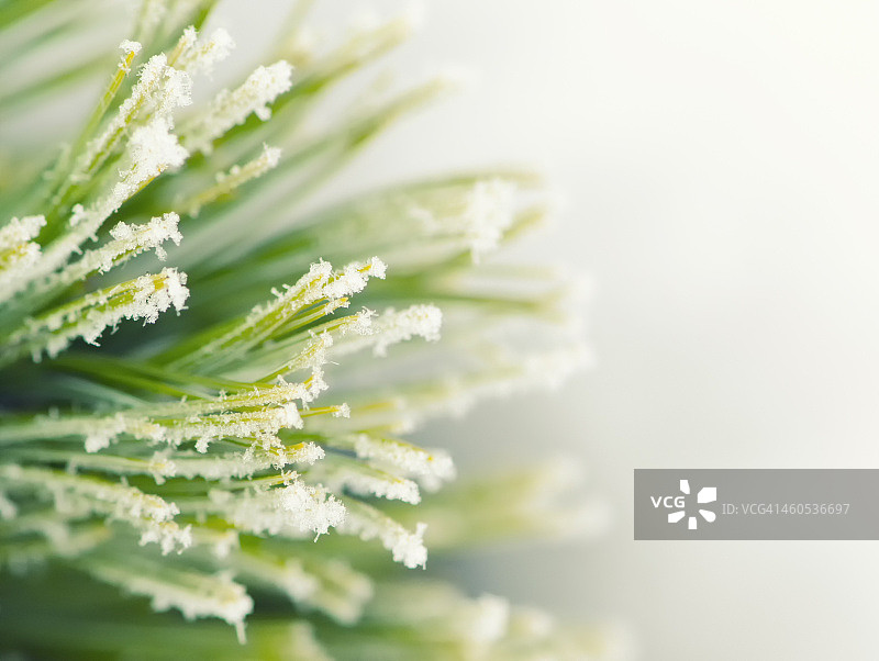 冬季：白色背景上的冰冻雪松枝图片素材