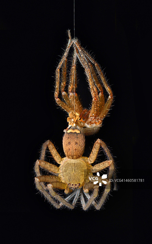 白额高脚蛛蜕皮图片素材