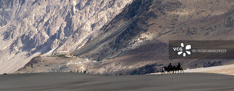 双峰骆驼图片素材