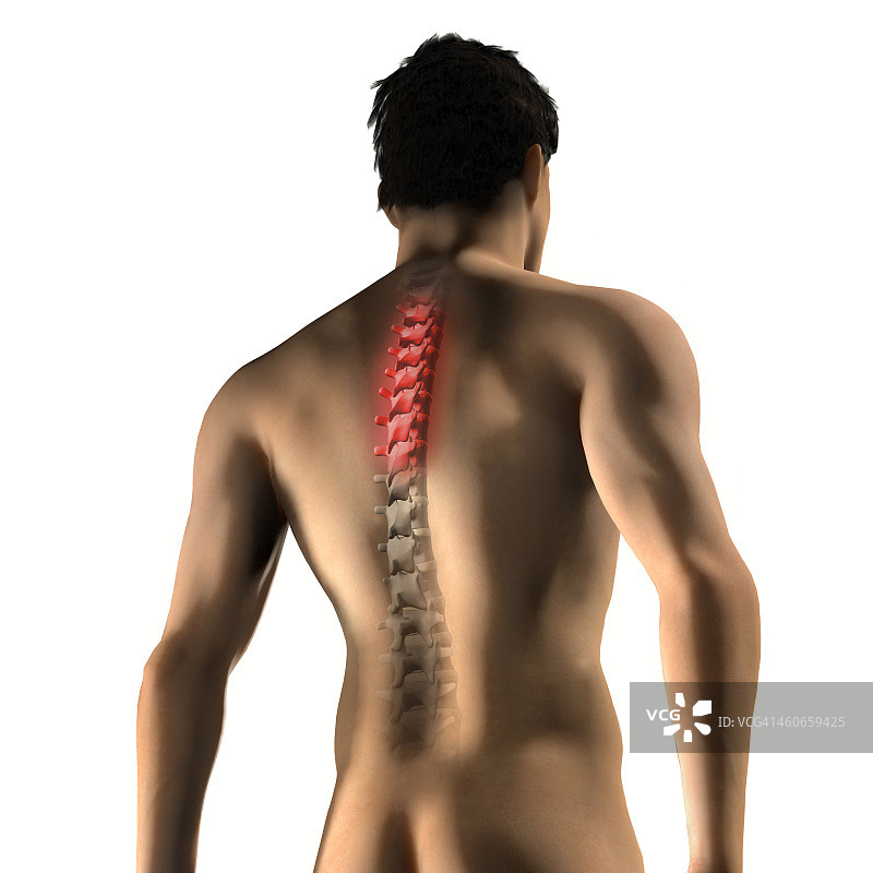白色背景上胸椎有红色区域的男性背部图片素材