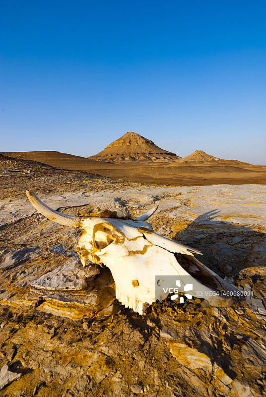 埃及锡瓦西部沙漠中的沙地上牛头骨图片素材