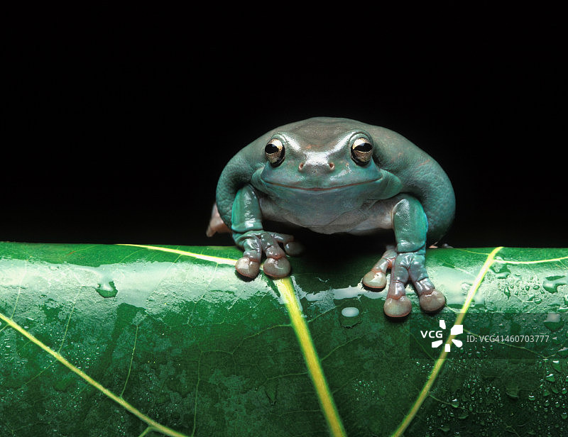 树叶上的白氏树蛙/澳洲绿树蛙图片素材