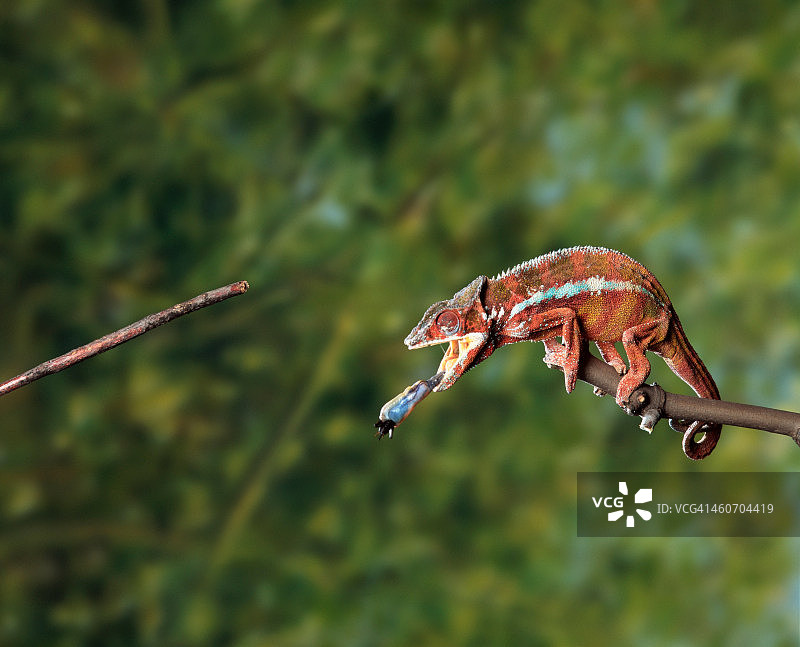 变色龙进食图片素材