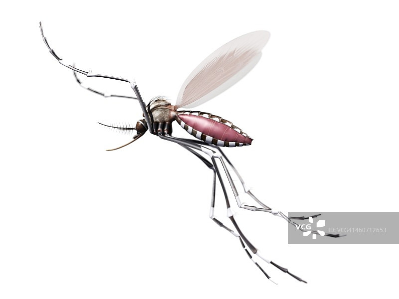 飞蚊艺术作品图片素材