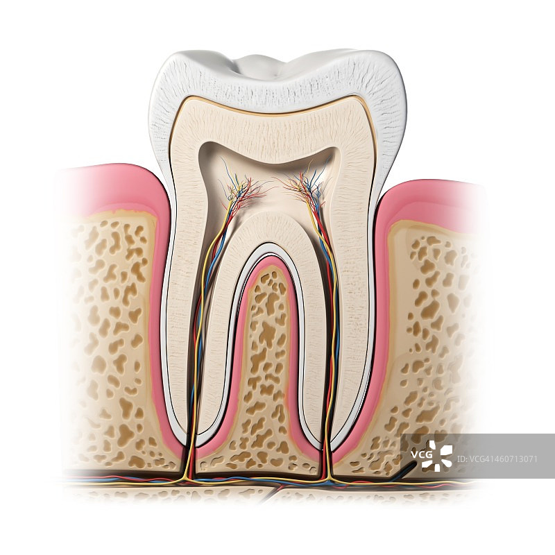 健康的牙齿艺术作品图片素材