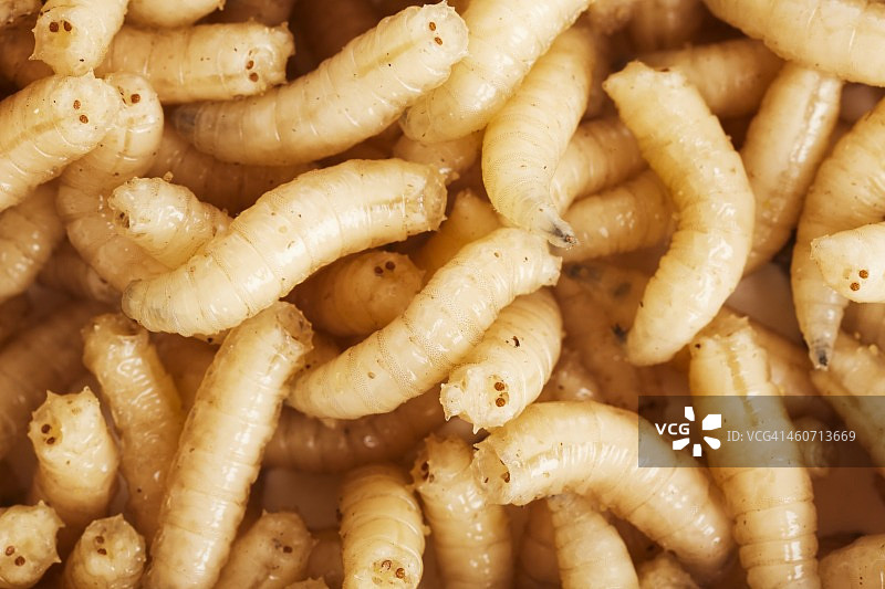 蛆图片素材