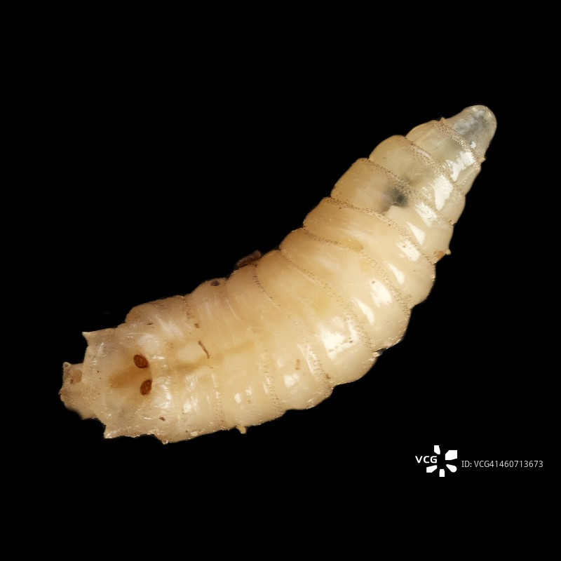 蛆图片素材