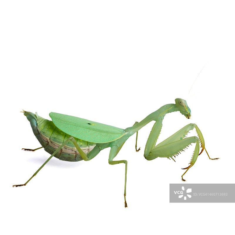 螳螂图片素材
