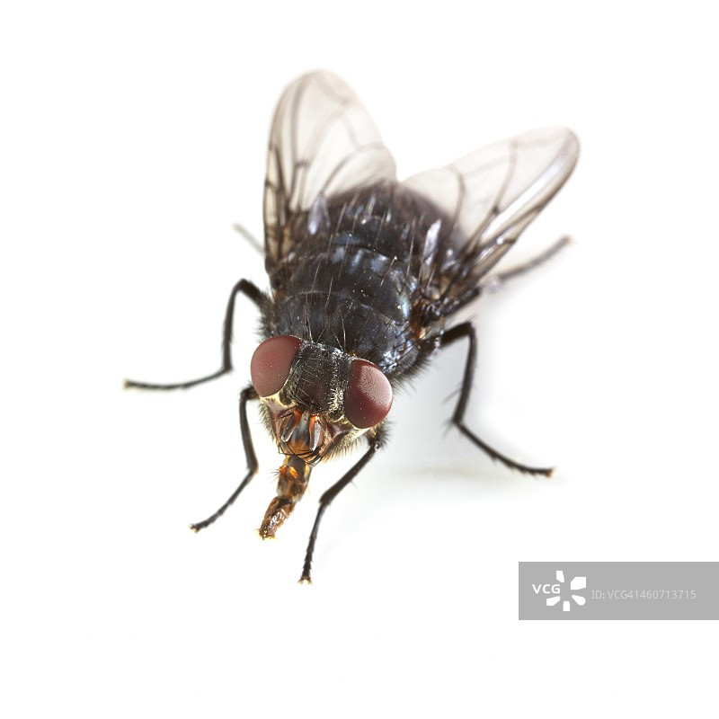 丽蝇图片素材