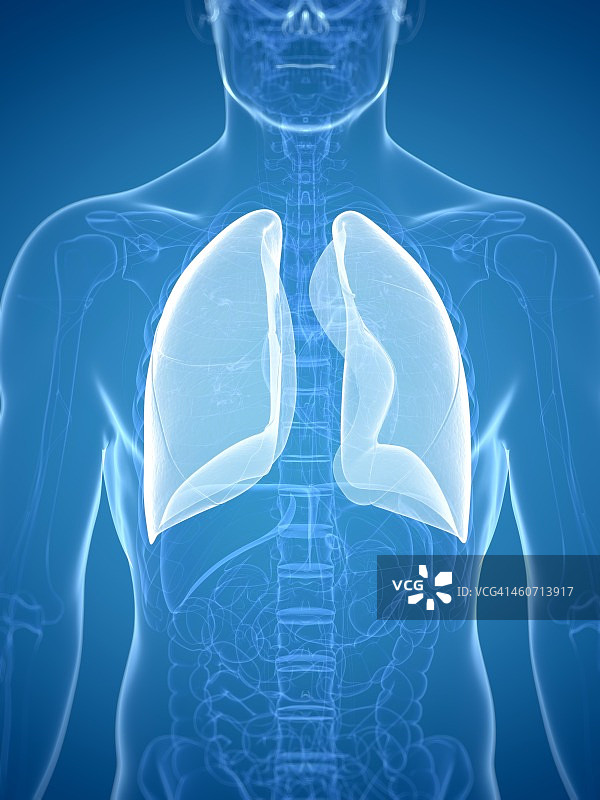 肺部艺术作品图片素材