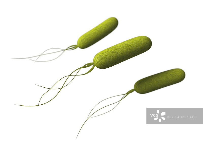 假单胞菌插画图片素材