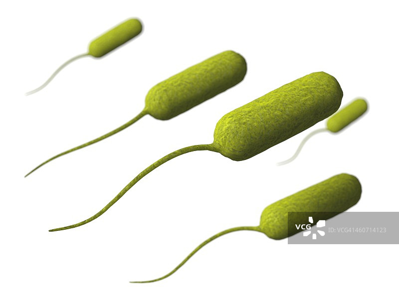 嗜麦芽窄食单胞菌图片素材