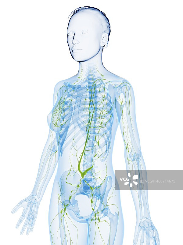 女性解剖,艺术品图片素材