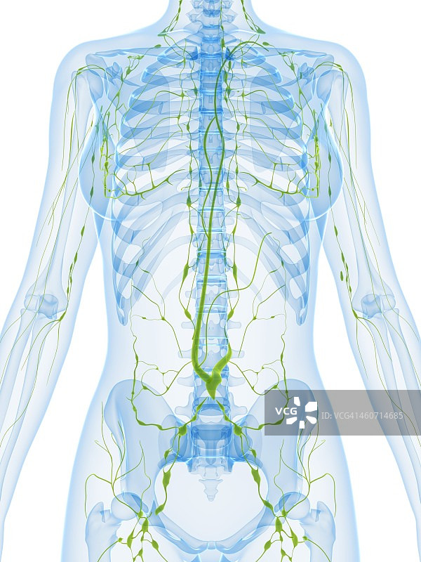女性解剖,艺术品图片素材