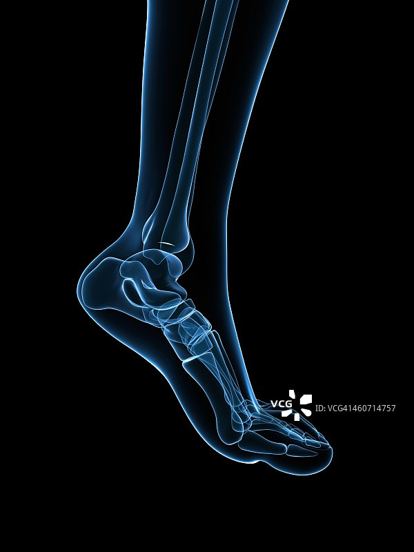 足部骨骼插画图片素材