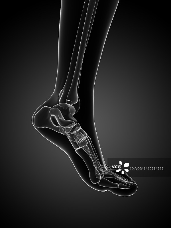 足部骨骼艺术图图片素材