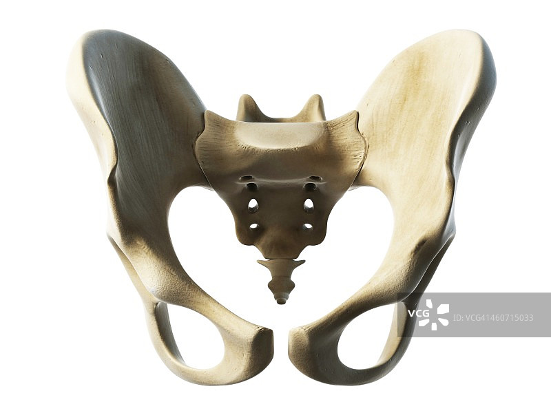 髋骨结构图图片素材