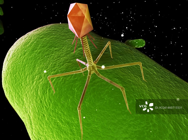 噬菌体艺术作品图片素材