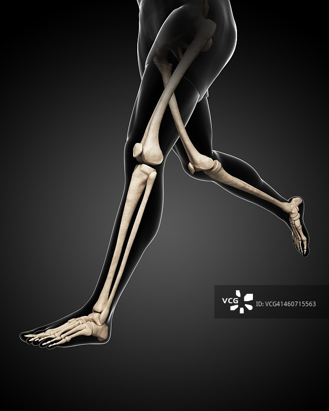 腿部骨骼艺术作品图片素材