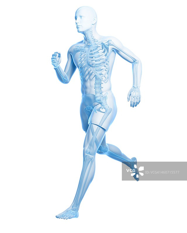跑步者身体结构图图片素材