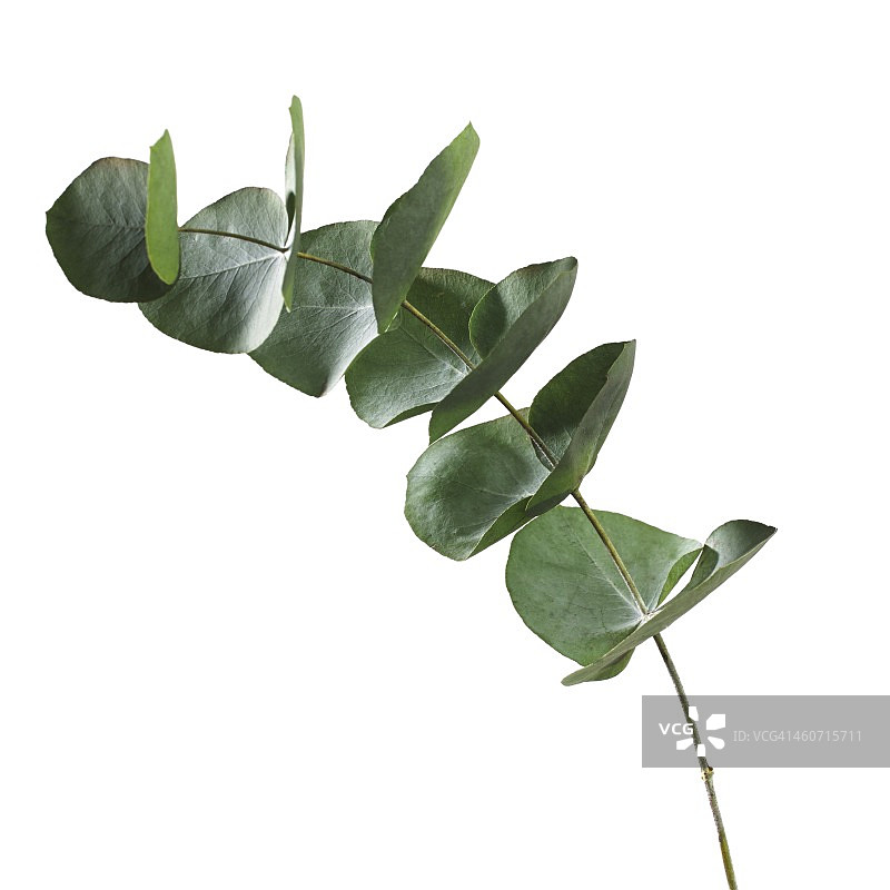 桉树叶图片素材