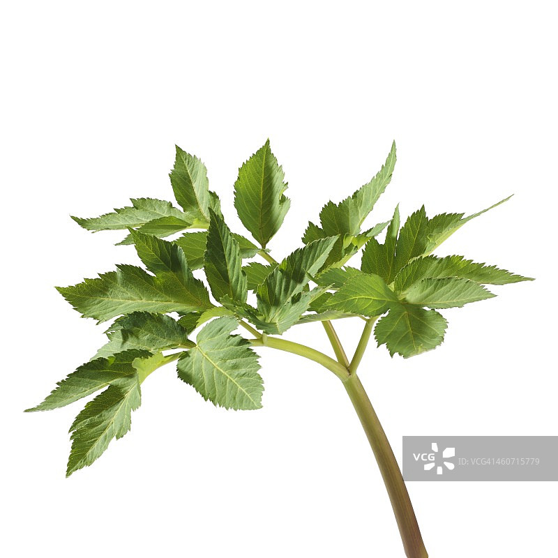 欧当归茎图片素材