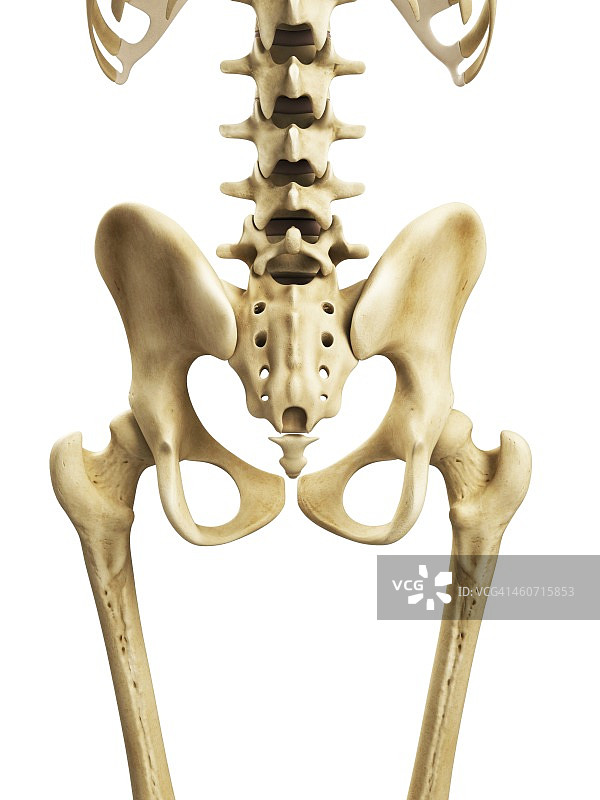 髋骨艺术图图片素材