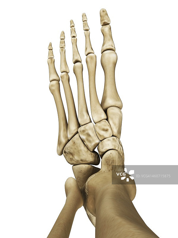 足部骨骼艺术作品图片素材